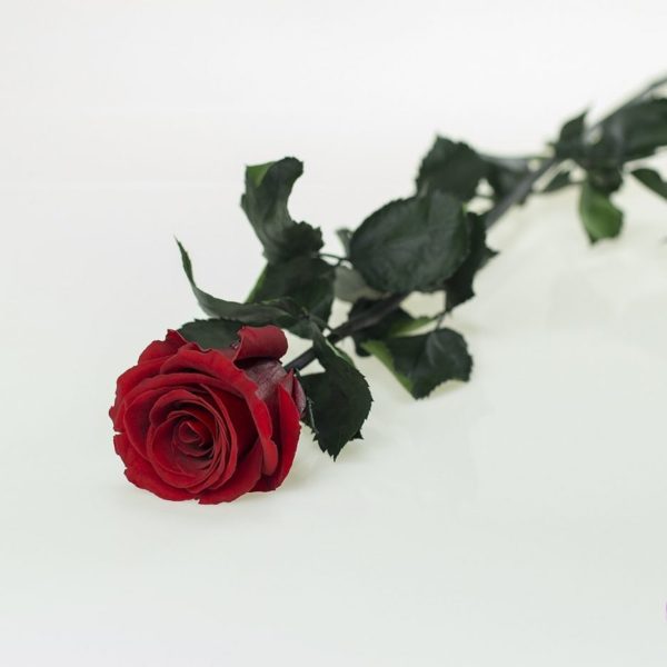 roza-dluga-MADAME-ROSE