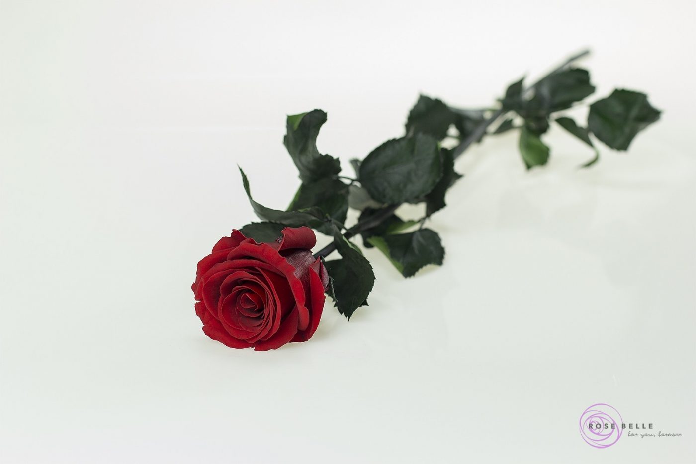 roza-dluga-MADAME-ROSE